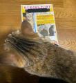 「何食わぬ顔で朝帰りをキメる極悪猫..