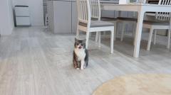 ごはんを食べて褒めて欲しいとアピールする猫が可愛すぎる！のイメージ画像