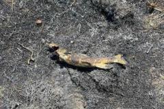 カナダの山林火災、ミサゴが魚を電線に落としたことで発生した可能性