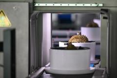 ドリアンの熟れ具合は？AI「品質検査員」が4秒で正確に識別―中国