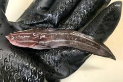 「刺されると死ぬほど痛い」と評判の毒魚・ゴンズイは本当にそんなに痛いの？ 実際に刺されて確かめてみたのイメージ画像