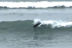 NZの海岸で、アザラシがサーファーのように波乗り！【動画】