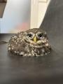 森の狩人……いや、大福？フクロウらしからぬリラックス姿がかわいすぎる