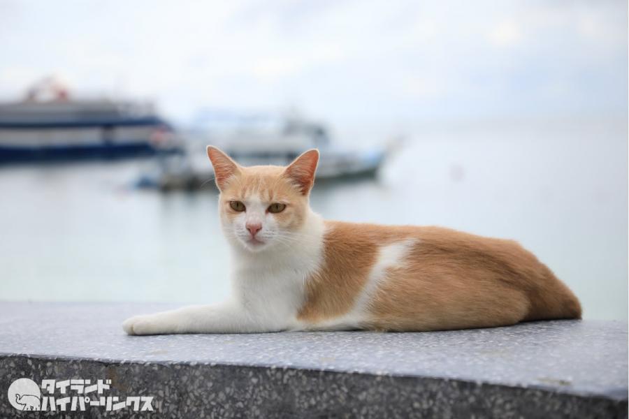 タイ海軍兵士が沈む船から4匹の猫を救出