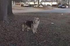 行方不明になった3歳児を捜索中、思いがけないヒーローが登場のイメージ画像