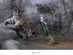 門松にじゃれるトラがまるで大きな猫と話題…“猫パンチ”を繰り出す「ネコ科」の一面を飼育員に聞いたのイメージ画像