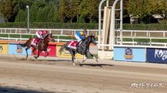 韓国競馬の今（後編）日本馬には勝てない韓国競馬、それでも迎える変革の時 日韓交流への“次なる一手”のイメージ画像