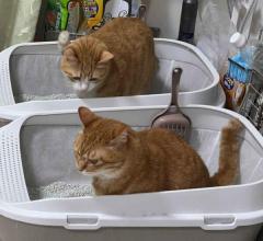 こっそりのぞき見お隣のトイレ事情が気になる猫ちゃん