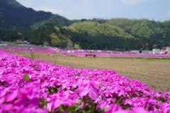 福井県大野市 芝桜の里
