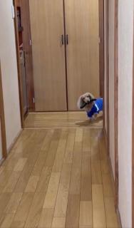 どろぼう猫ならぬどろぼう犬？きゅうりをくわえて逃げるワンちゃんの姿を激写のイメージ画像