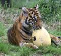 関節炎に効果ある？ 中国の動物園が“..