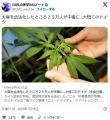 大麻を合法化したところ２５万人が中毒に…大慌てのドイツ