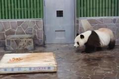 神戸・王子動物園のパンダ「タンタン」死ぬ、中国でも悲しみの声のイメージ画像