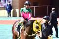 JRA 嬉しい有馬記念（G1）初参戦前日に..