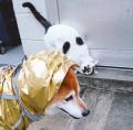 見つめるにゃんこと視線をそらすわん..