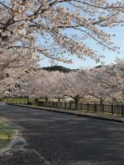 緑地公園の桜のイメージ画像