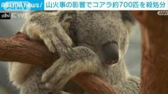 山火事の影響でコアラ約700匹を殺処分 オーストラリアのイメージ画像