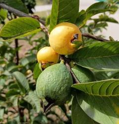 これは、なんの実？