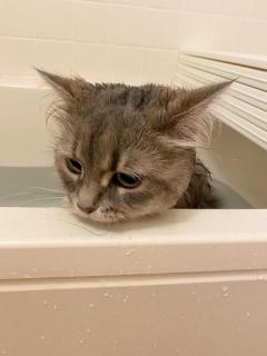 苦手なお風呂に入れられ「しょぼん」 気持ちが顔に出すぎちゃう猫さんのイメージ画像
