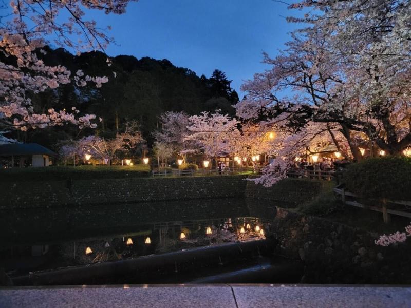 鹿野城の夜桜のイメージ画像