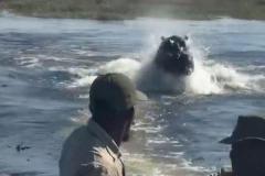 ボツワナで、巨大なカバが水面から飛び出し、ボートを猛追【動画】のイメージ画像