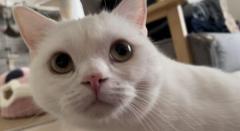 愛猫からの冷たい視線……オナラをしたら軽蔑の目で見られた話のイメージ画像