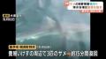 海水浴場付近でサメ目撃情報相次ぐ 市..