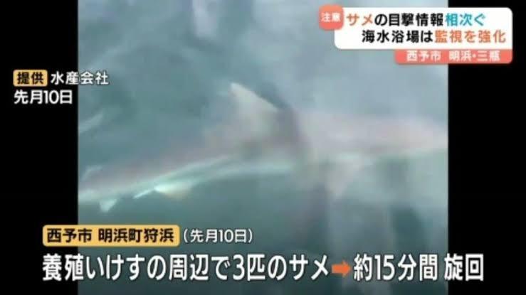 海水浴場付近でサメ目撃情報相次ぐ 市が注意喚起 愛媛・西予市