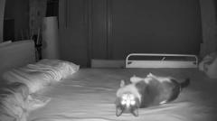 ポルターガイスト現象の正体は愛猫ベッドの上で大暴れのイメージ画像
