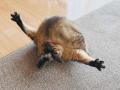 両足を大きく広げて毛づくろい猫の衝撃ポーズに「芸術点高い」の声