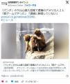 「パンチ」のサル山侵入容疑で逮捕のアメリカ人２人「罰ゲームでやった」「逮捕に納得していない」