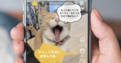 どうにか愛猫と喋りたい！鳴き声の翻訳アプリを3個使って猫と会話して比較してみたのイメージ画像