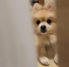愛犬の家庭内ストーカーっぷりに飼い主メロメロ「かわいいから許す」