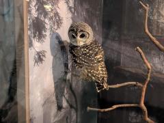 普段は展示していない超希少なスライゴオオサンショウウオも！サンシャイン水族館で特別展「真夜中のいきもの展」開催中