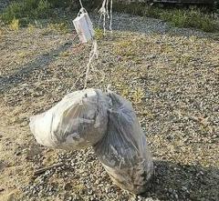 北朝鮮が散布か 汚物など下げた約90個の風船確認＝韓国軍のイメージ画像