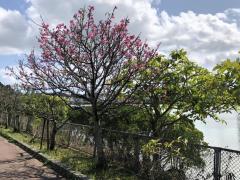 漫湖と桜のイメージ画像