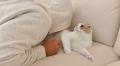 【猫好き必見】猫吸いされた猫の反応が可愛すぎる！