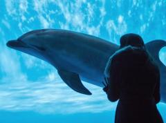 「イルカに引きずり込まれそうに」と１１０番、抱きつこうとした海水浴客かまれる 美浜町のイメージ画像