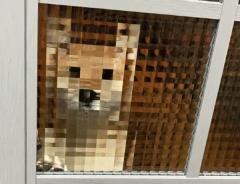 マイクラ犬？お出迎えをしてくれている愛犬にモザイクが……