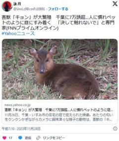 【獣害】害獣「キョン」が大繁殖千葉に7万頭超…人に慣れペットのように庭にすみ着く「決して触れないで」と専門家
