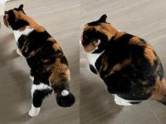 体が縮んだ！？不思議すぎる猫の体の動きを激写まるでマンガのようのイメージ画像