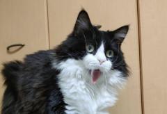 やんのかポーズの一種？「ホォワァオぉぉぉぉ」のセリフがピッタリな猫の写真に「この表情、何度見ても好き」のイメージ画像