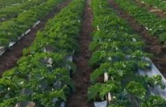 野菜が入ったミルクティー？中国の若者の間で高まるヘルシー志向