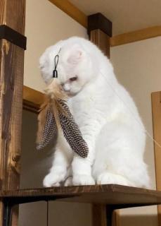 いったいなにが……？おもちゃに完全に興味をなくした猫ちゃんのイメージ画像