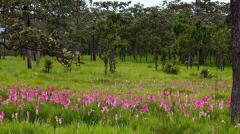 サイアムチューリップの美しき花畑、タイ国政府観光庁「6月～8月にチャイヤプームへ」のイメージ画像