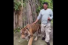 プーケットでトラを抱いて記念撮影した男性、その場で襲われるのイメージ画像