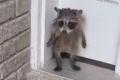 家の玄関先にアライグマの子供、2本の足で立つ姿が可愛い【動画】