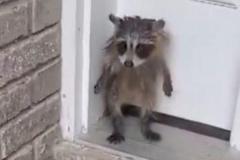 家の玄関先にアライグマの子供、2本の足で立つ姿が可愛い【動画】のイメージ画像