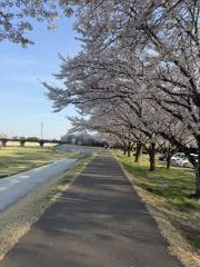 永野川の桜のイメージ画像