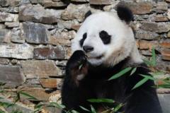 中国ジャイアントパンダ保護研究センター、国際協力により28年間で31頭のパンダの繁殖に成功のイメージ画像